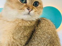 -飞行喵MR PILOT|猫舍·猫咖(静安大融城店)