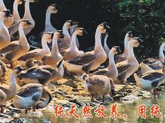 -大自然醉鹅·铁锅火焰鹅(上海联洋店)