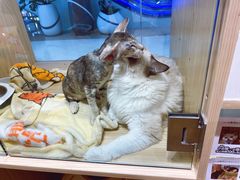 -屋虎猫馆(宝安大仟里店)