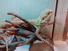-momokira米努特·德文卷毛猫·棉花面纱犬