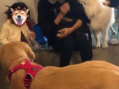 -百好乐宠物友好餐厅(朝外大街店)