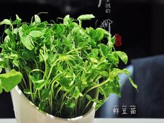 鲜豆苗-浩爷羊蝎子火锅(望京店)