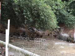 -鹿福农庄(南沙天后宫店)