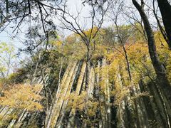 -望天鹅景区