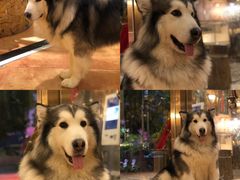 阿拉斯加犬-more than meow吴止猫主题餐厅(承德 中船汇店)