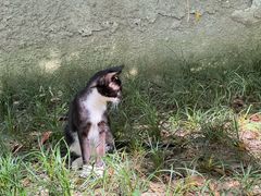-西园寺