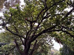 -墨尔本皇家植物园