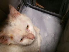 -瑞派·关忠动物医院·异宠专科·犬猫肿瘤·皮肤专科(望京店)