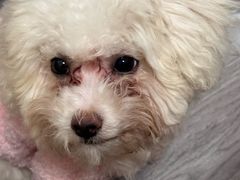 -伟伟宠物医院·CT影像中心·瑞派犬猫综合性门诊(汉口总院)
