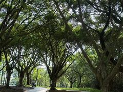 -莲花山公园