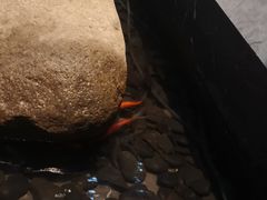 -老头儿油爆虾(星光一期店)