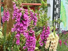 -广州白江湖森林公园