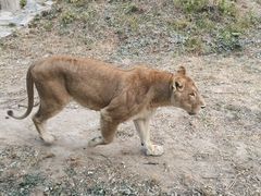 -石家庄市动物园