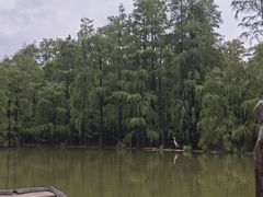 -池杉湖湿地公园