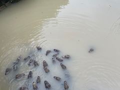 -中国扬子鳄村