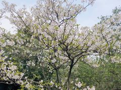 -南京珍珠泉风景区