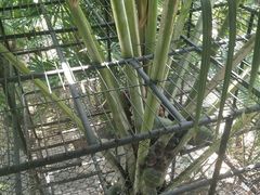 -东芭乐园