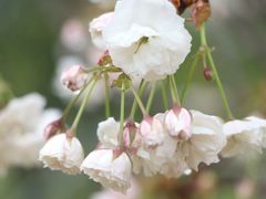 -天适樱花悠乐园