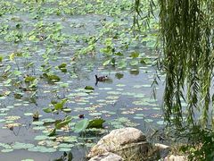 -天津东丽湖风景区