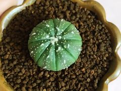 -双季花艺园艺市场(浦东店)