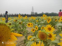 -汉长安城未央宫国家考古遗址公园