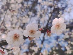 -杭州植物园