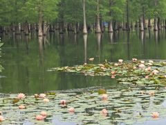 -白鹭湾湿地公园