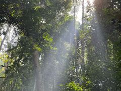 -西双版纳原始森林公园