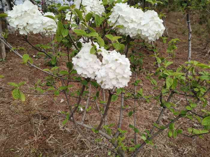 鹿鸣岛景区-"今天八月十五国庆假期第一天带着老婆孩子和.