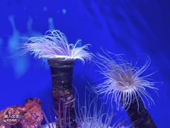 -上海海洋水族馆
