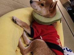 -逗柴咖啡屋·狗咖猫咖宠物桌游