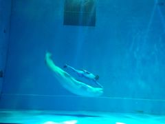 -芜湖新华联大白鲸海洋公园