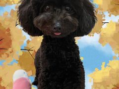 -PETKIT 小佩宠物·低压洗护·美容·寄养(安远店)