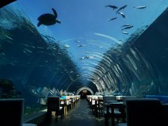 -海棠湾洲际-涛·海底餐厅·美人鱼·自助餐·海底隧道