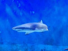 -太平洋海底世界