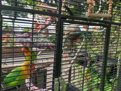 -more than meow吴止猫主题餐厅(承德 中船汇店)