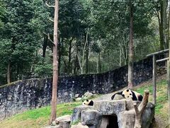-都江堰中华大熊猫苑