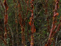 -叠溪松坪沟景区
