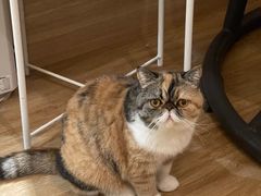 -滚猫咖啡·猫咖·猫友好撸猫(未来城店)