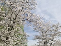 -天王浮山樱花园