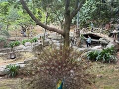 -泉州海丝野生动物世界