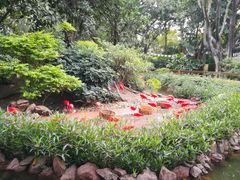 -广州长隆飞鸟乐园