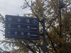 -千年银杏谷文化旅游区