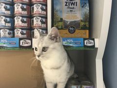 -喵的天空名猫咖啡馆·撸猫·猫舍·用品