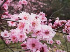 -无锡梅园公园