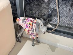 -怪兽屋·羊驼·猫咖·狗咖(俊华广场店)