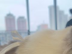 -怪兽屋·羊驼·猫咖·狗咖(俊华广场店)