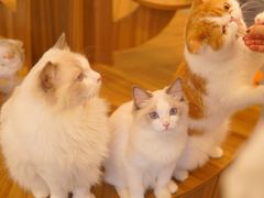 -飞行喵MR PILOT|猫舍·猫咖(静安大融城店)