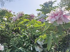 -洛阳市隋唐城遗址植物园