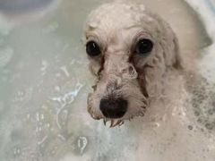 -PETKIT小佩宠物·低压洗护(国顺东路店)